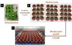 Figure 2: Experimental set up for plant studies.