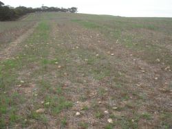 Figure 3: Extensive pegmatite outcrop in field on Archer tenement.