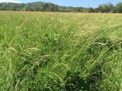 Brian Latham’s pasture with FertAg 0-8-0