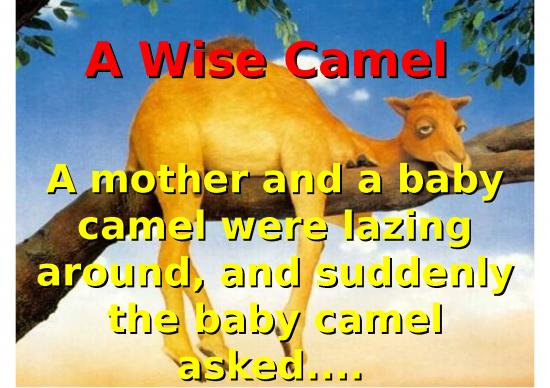 picture_Power Point Motivasi - A Wise Camel