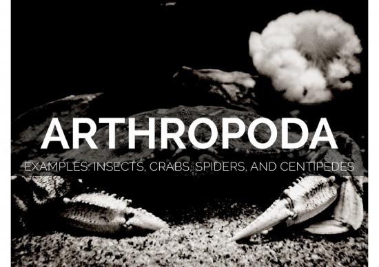 picture Pencernaan Serangga 2563 | Biologi - Arthropoda