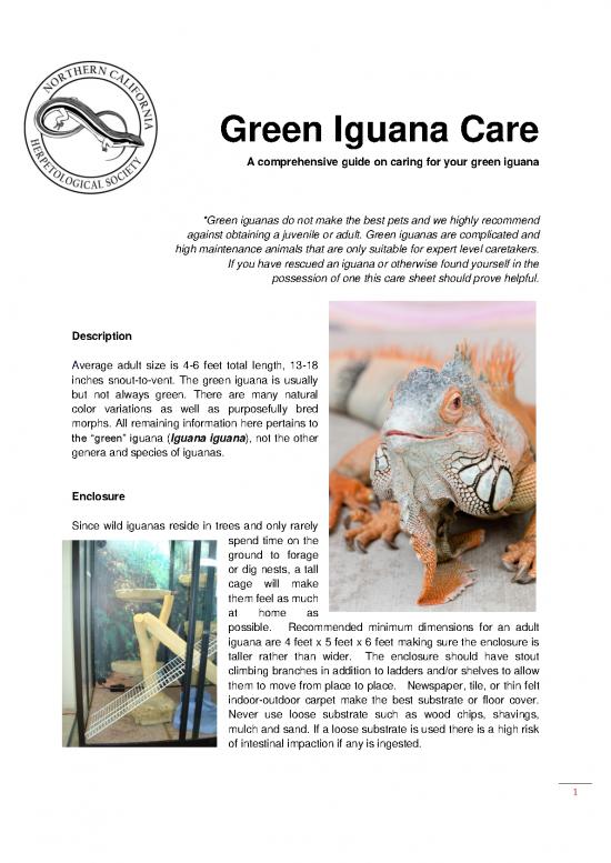 picture_Iguana Care Id 24746 | Online Version Greeniguana3