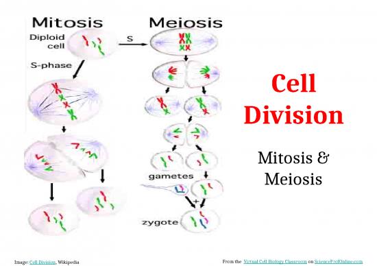 picture_Biology Ppt 71529 | Mitosis And Meiosis 02152018