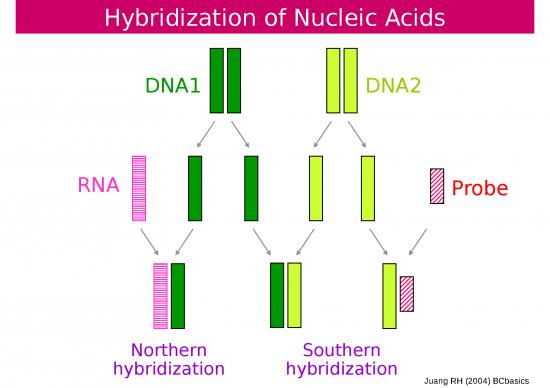 picture1_Na07 Hybridizatioppt