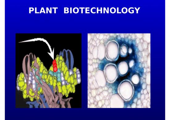 picture_Plant Tissue Culture Slideshare 77212 | Plntbiotech20101