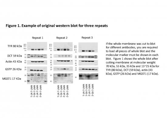 picture_Western Blot Pdf 86631 | Example Of Original Western Blot For Three Repeats