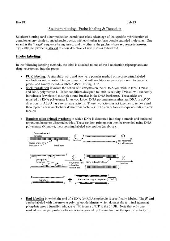 picture_Southern Blotting Pdf 86571 | Probelabeling