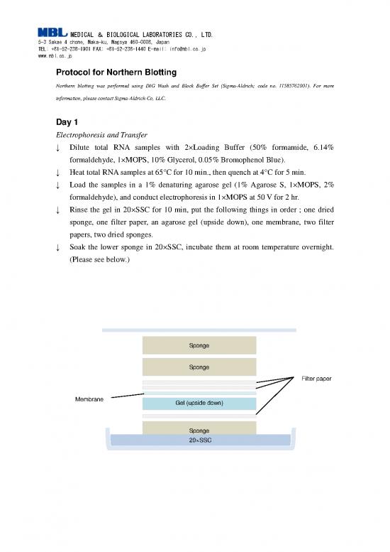 picture1_Northern Blotting Pdf 88052 | Northern Blotting Protocol For Web Site 1