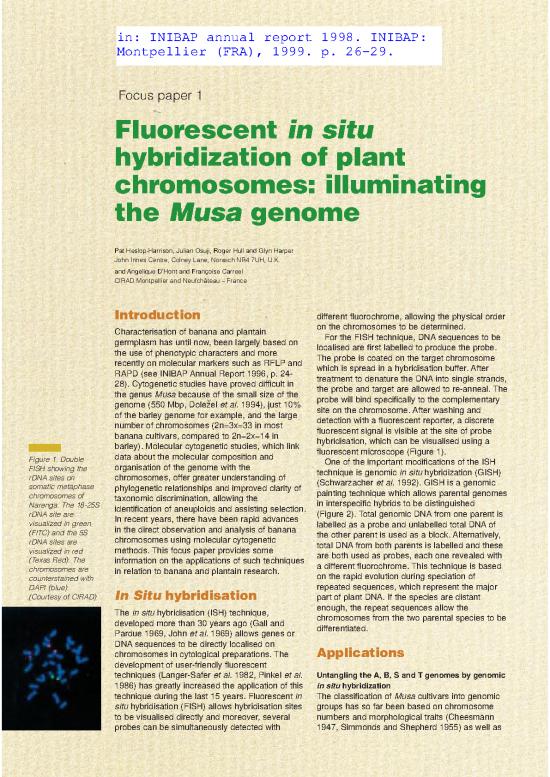 picture Fluorescent In Situ Hybridization Pdf 92137 | Focusen Fluorescent