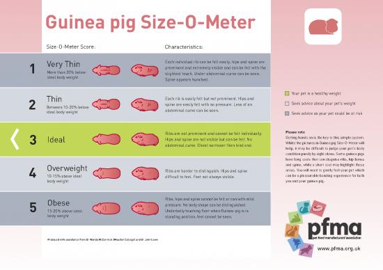 picture1_Body Condition Scoring Guinea Pig
