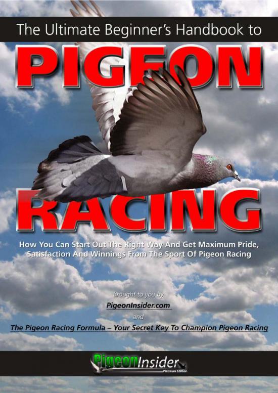 picture1_Ultimatebeginnerhandbookpigeonracing