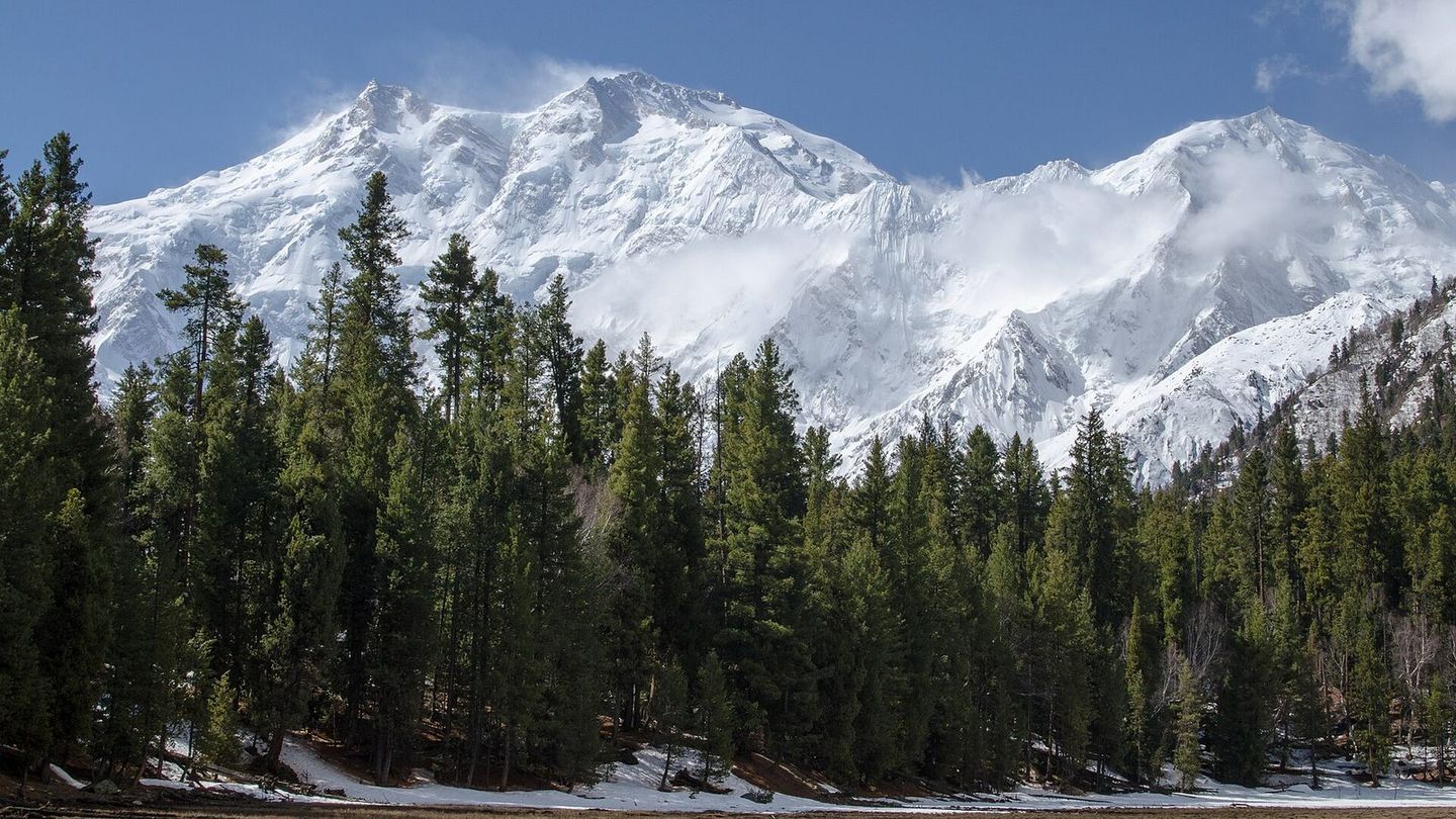 Snow-covered Nanga Parbat rising above a pine forest
