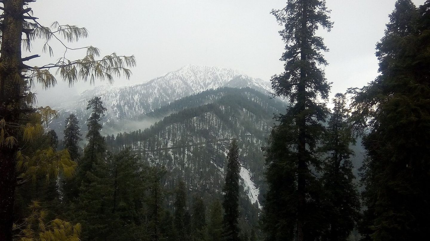 Pine forest at Nathia Gali, with snow on the hills beyond