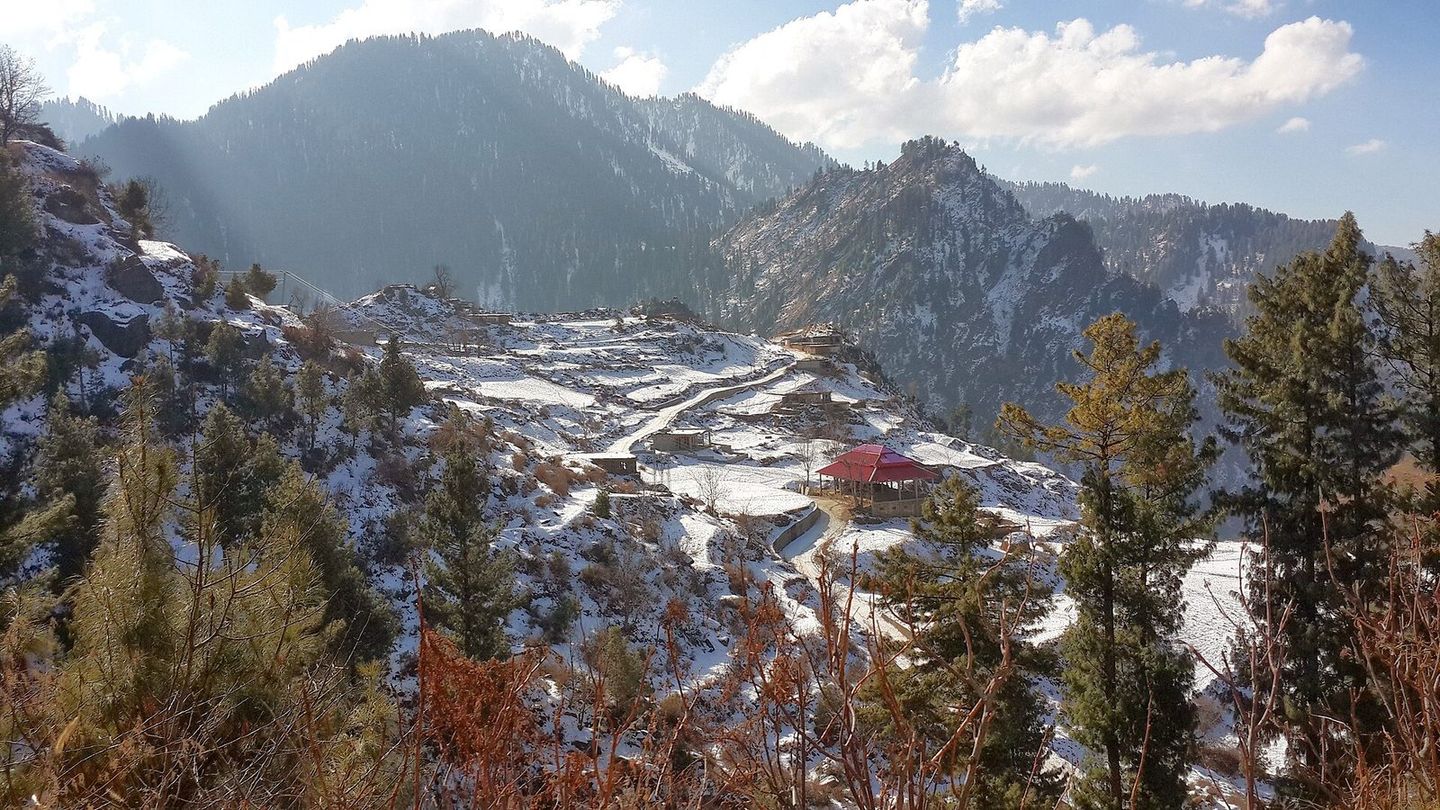 Snow on the pine-covered slopes around Malam Jabba
