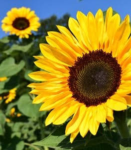 Sun Flowers service