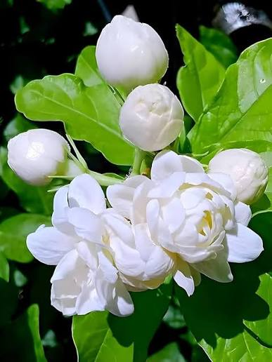 Jasmin service