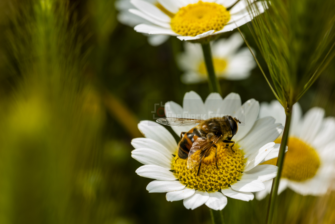  Honey bee collecting pollen
