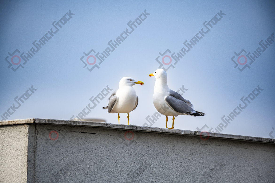 Seagulls on the roof