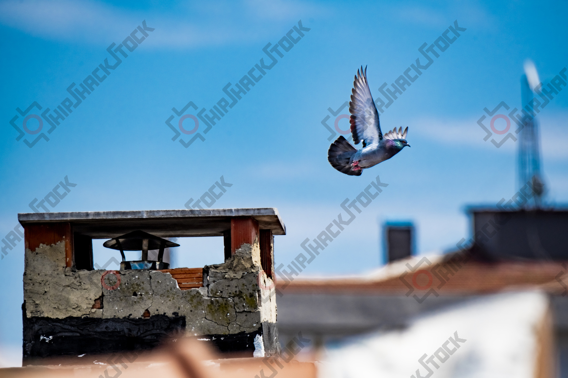 Pigeon flying over the roof