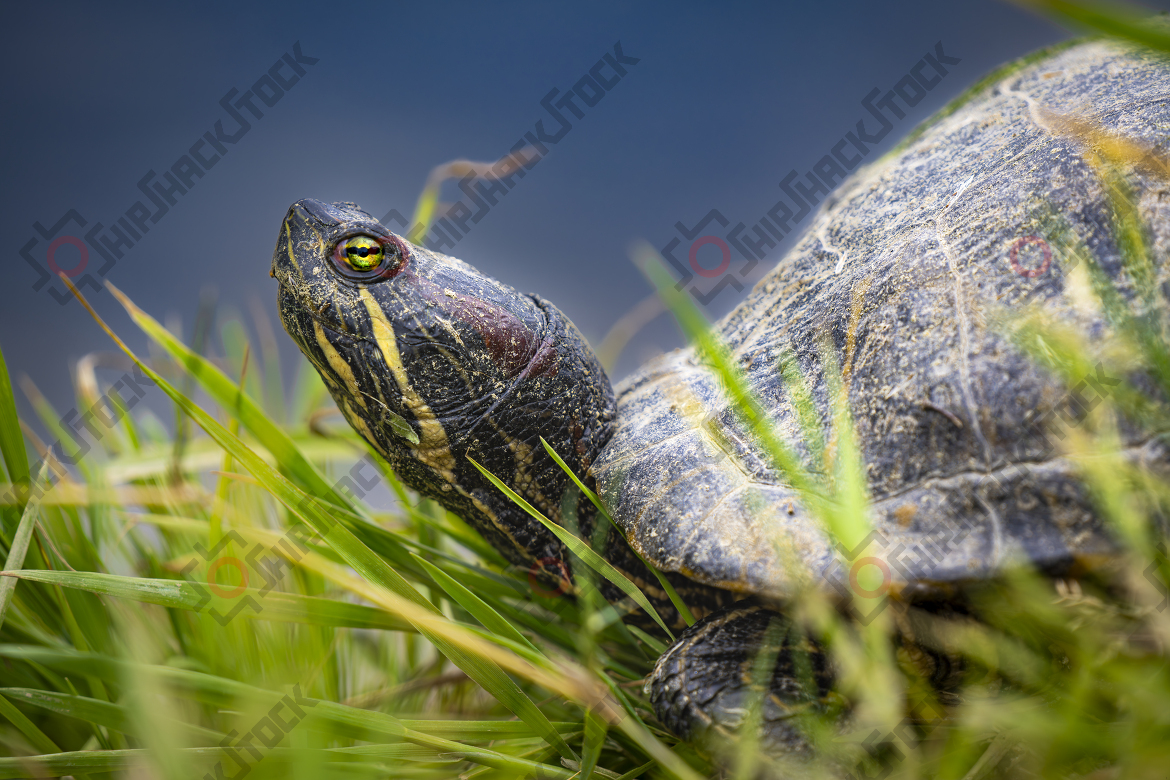 Close-Up of Tortoise
