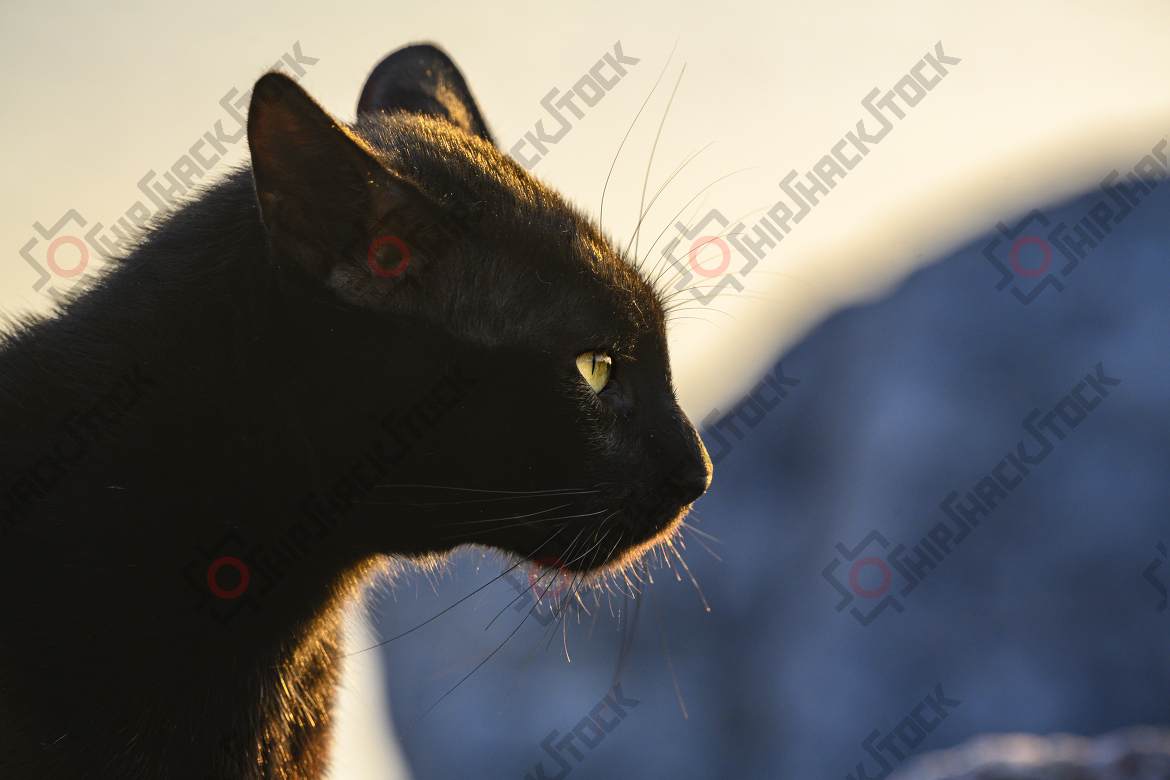 Black Alley Cat at sunset