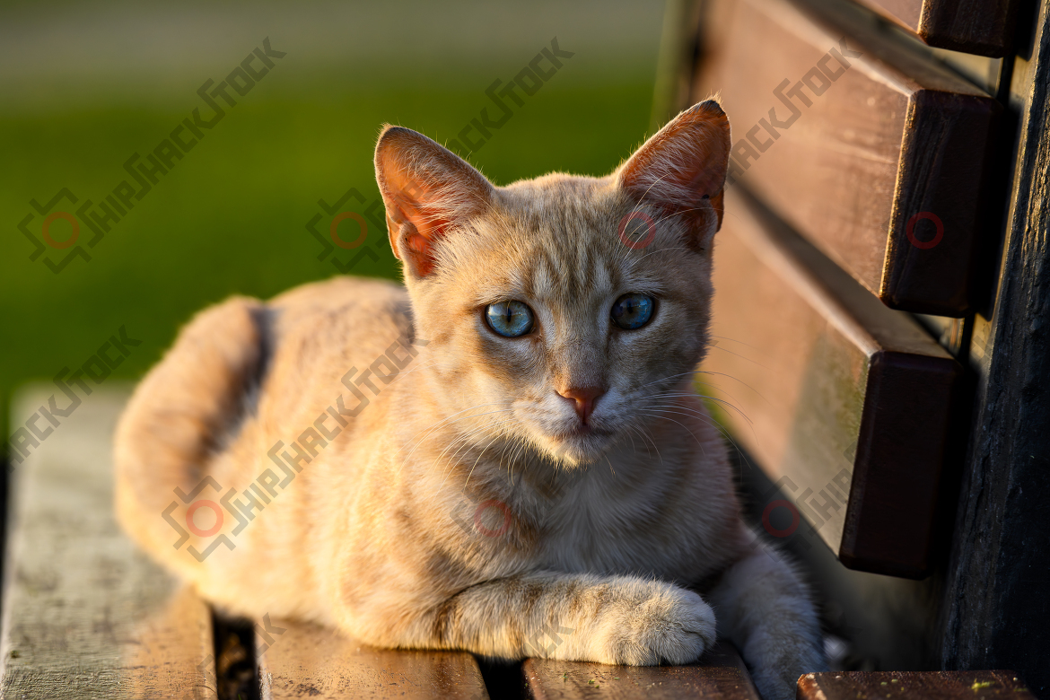 Kitten sitting on bench at sunset