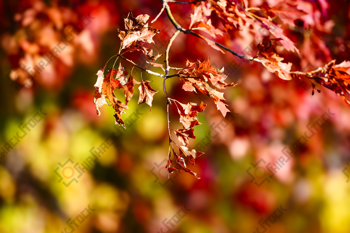 Autumn leaves in Maltepe