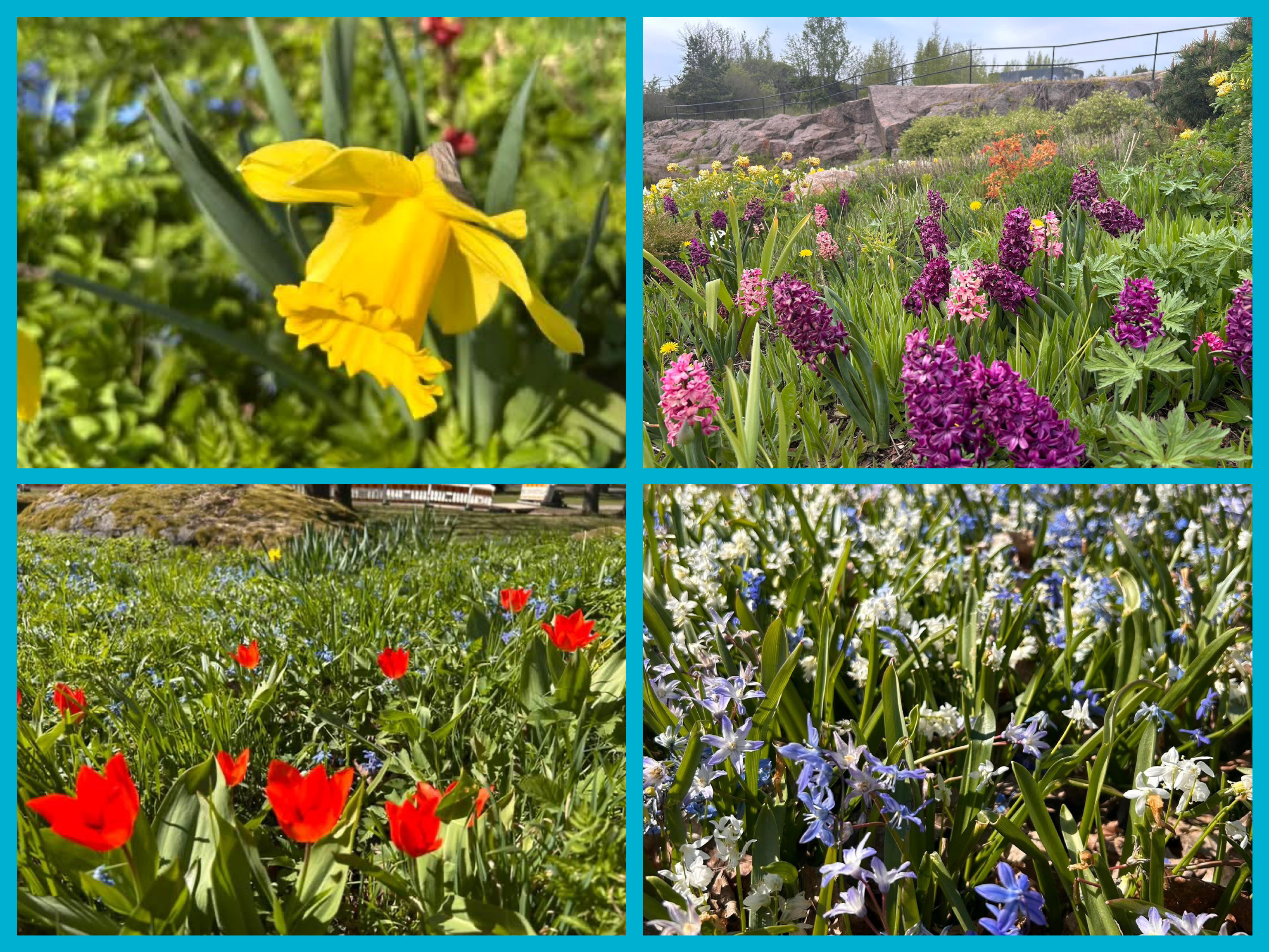 Finland, a land of wild flowers!
