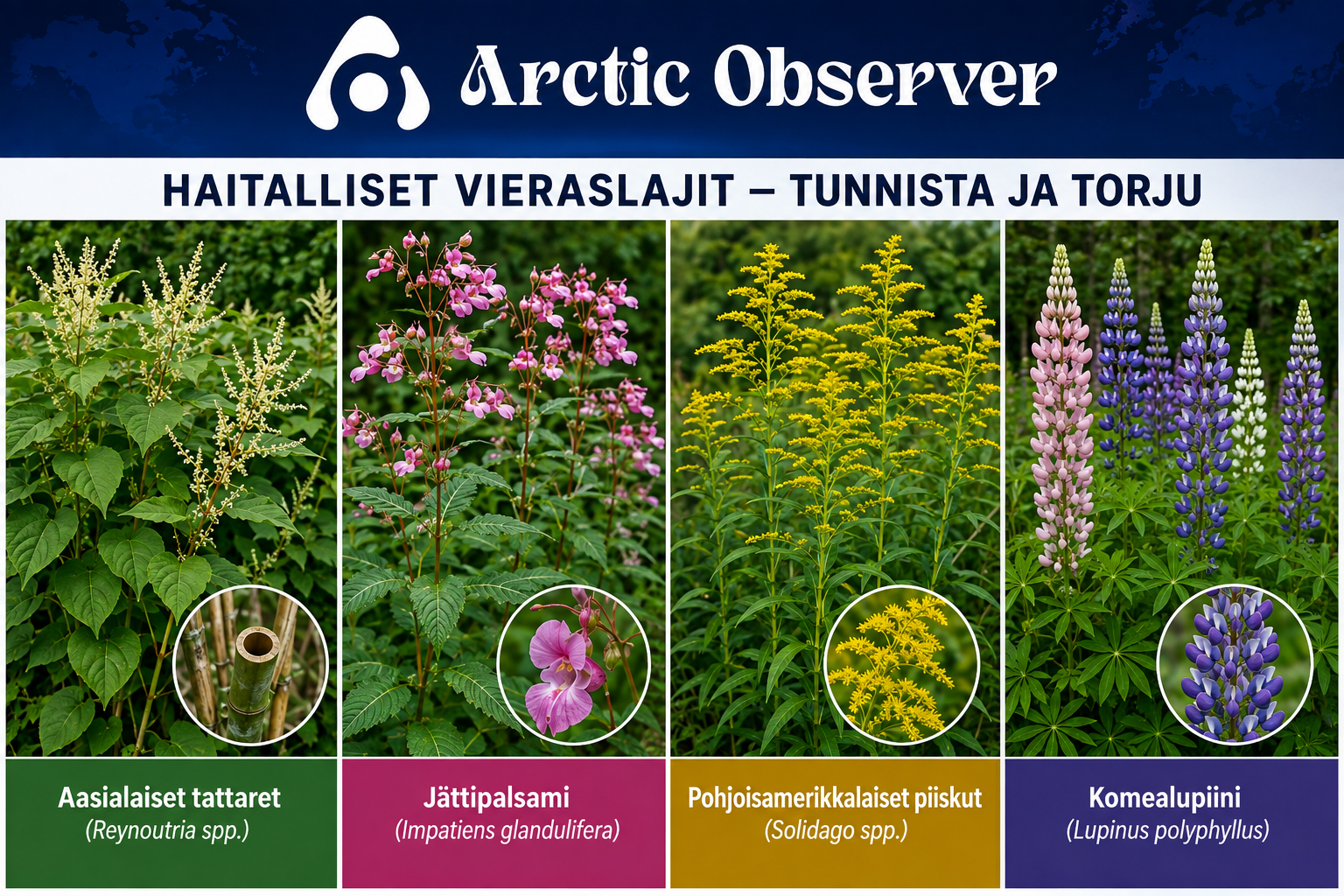 Espoo tehostaa taistelua luonnon monimuotoisuutta uhkaavia vieraslajeja vastaan!