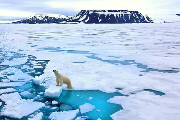 Climate Change in the Arctic: A Crisis Worsening in 2026