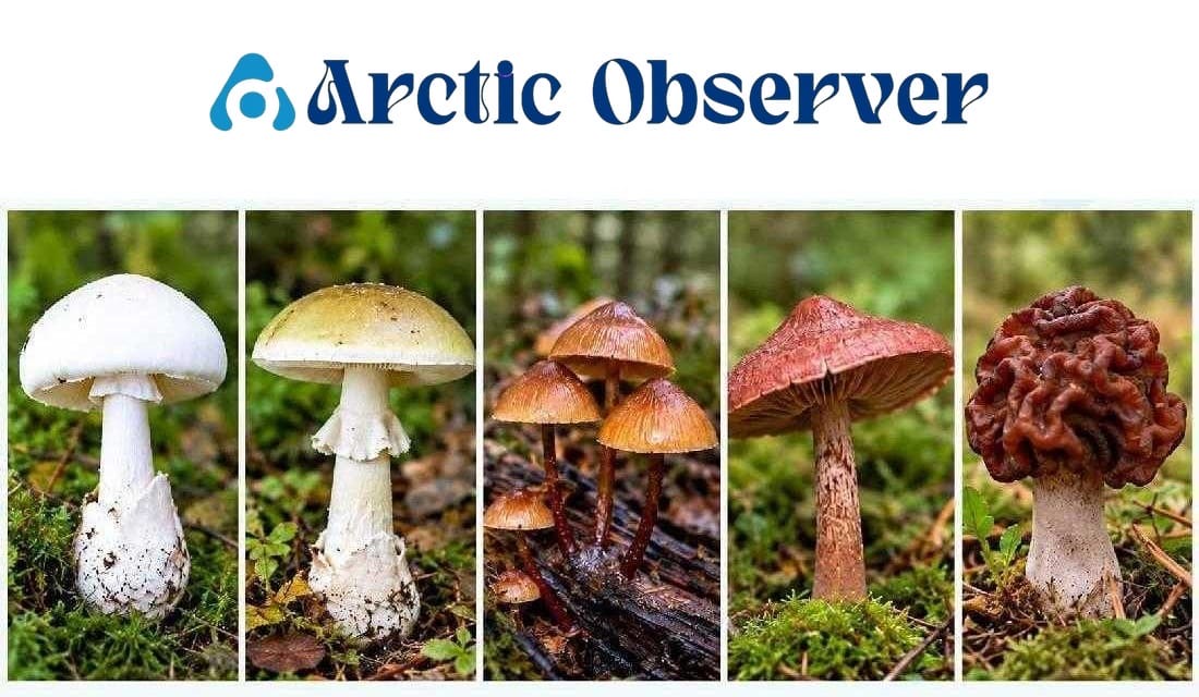 Deadly mushrooms in Finland!
