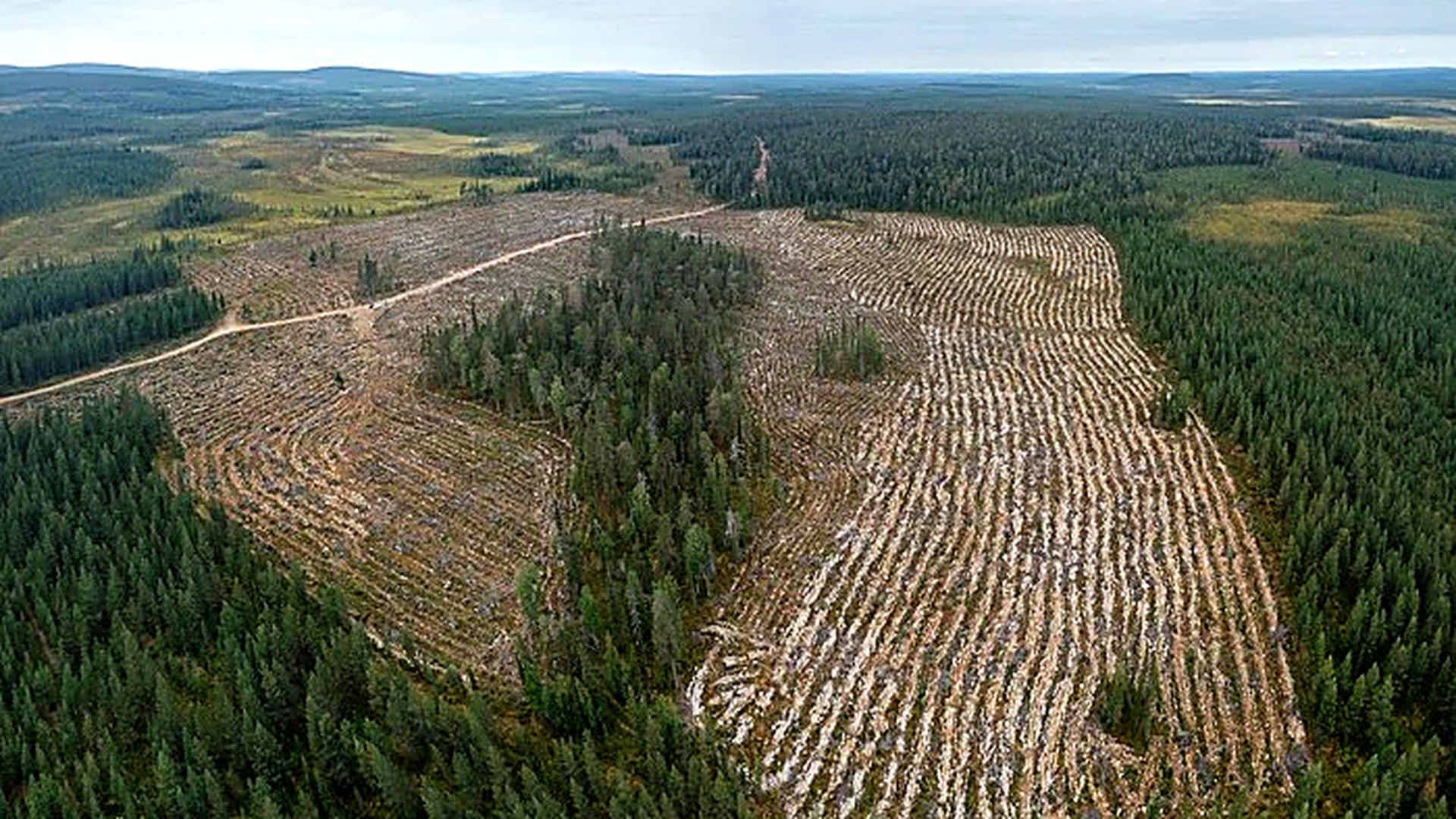 300 Hectares of Finnish Forest Cleared for Google’s New €13B Data Centre Expansion