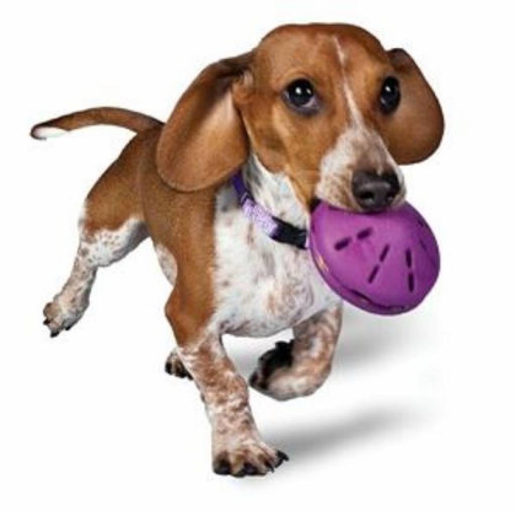 PETSAFE Busy Buddy Puppy Twist ‘n Treat  (S) Refillable dog chew toy