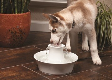 Drinkwell® Ceramic Avalon Pet Fountain
