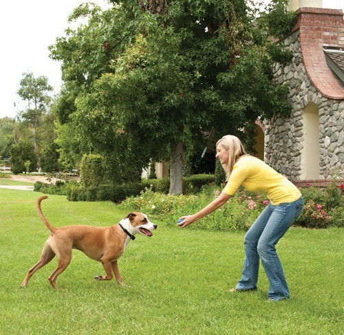 PetSafe 2 DOGS Stay + Play Wireless fence