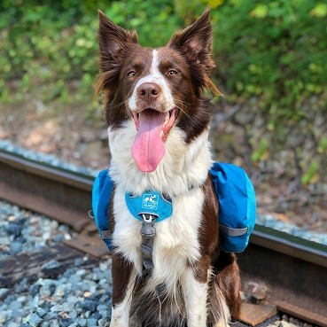 KURGO Baxter Backpack - BLUE - for dogs 30-85 pounds