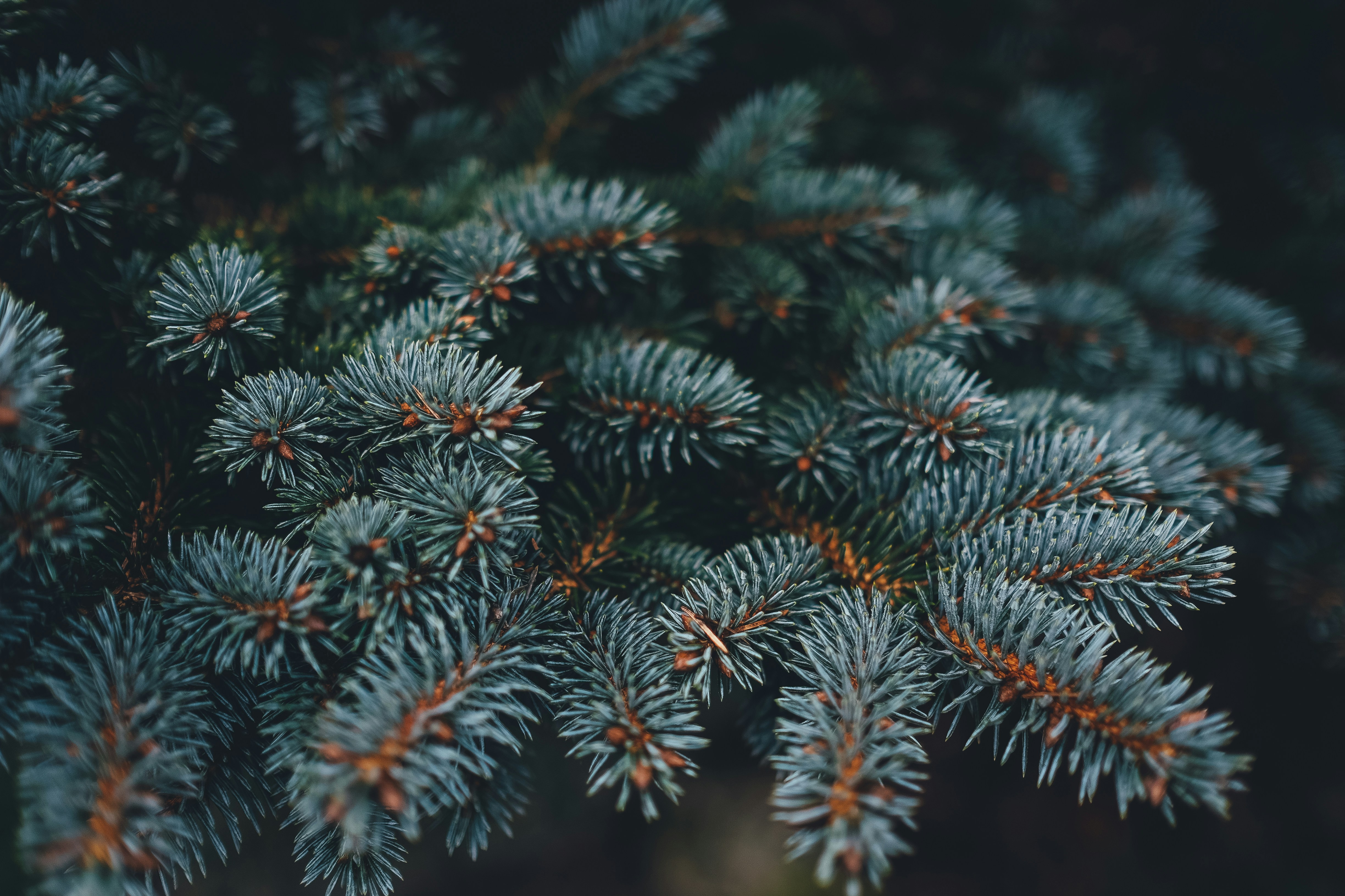 Uleiul esential de brad – aroma proaspata si revitalizanta a naturii