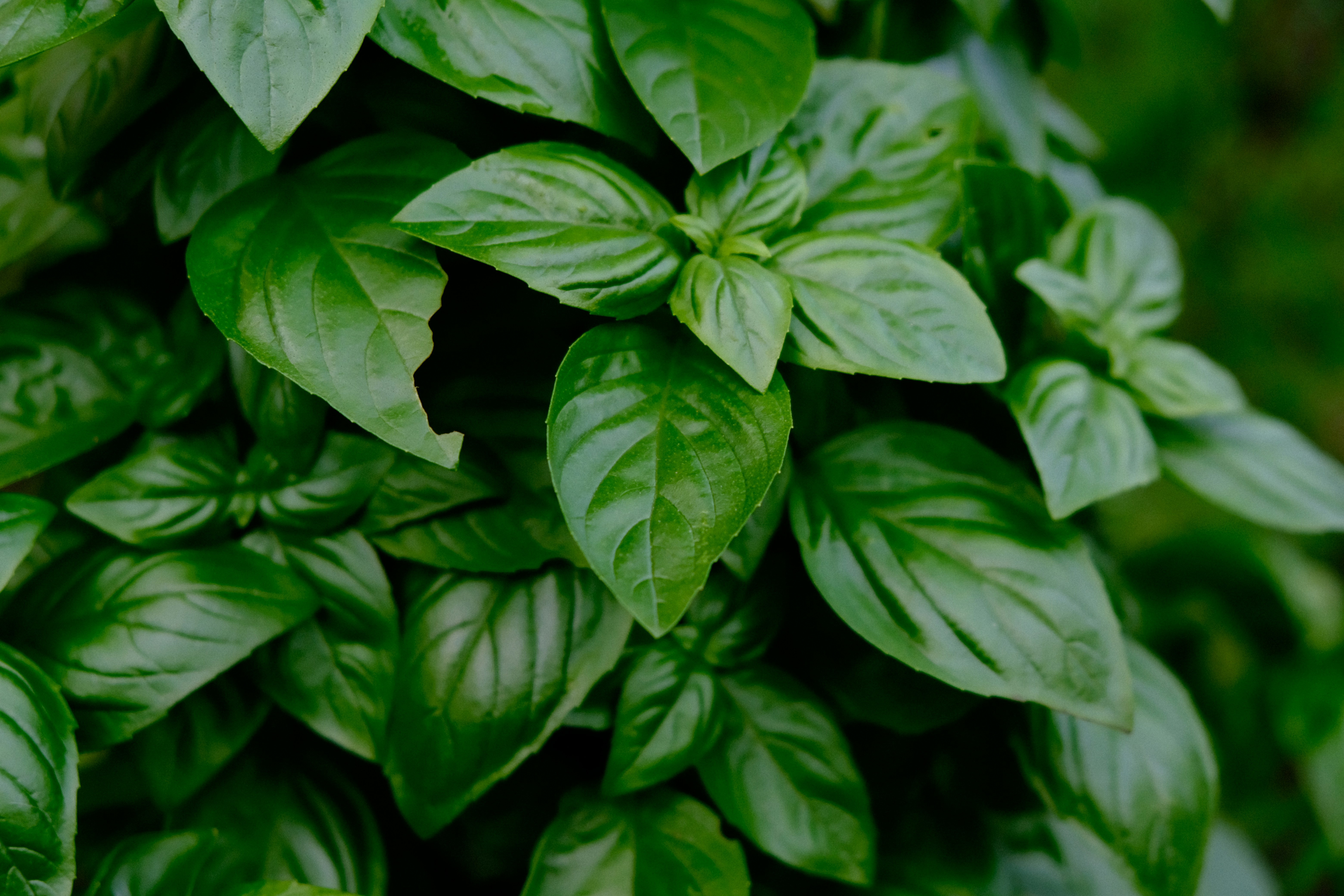 Uleiul esential de busuioc – claritate mentala si echilibru natural