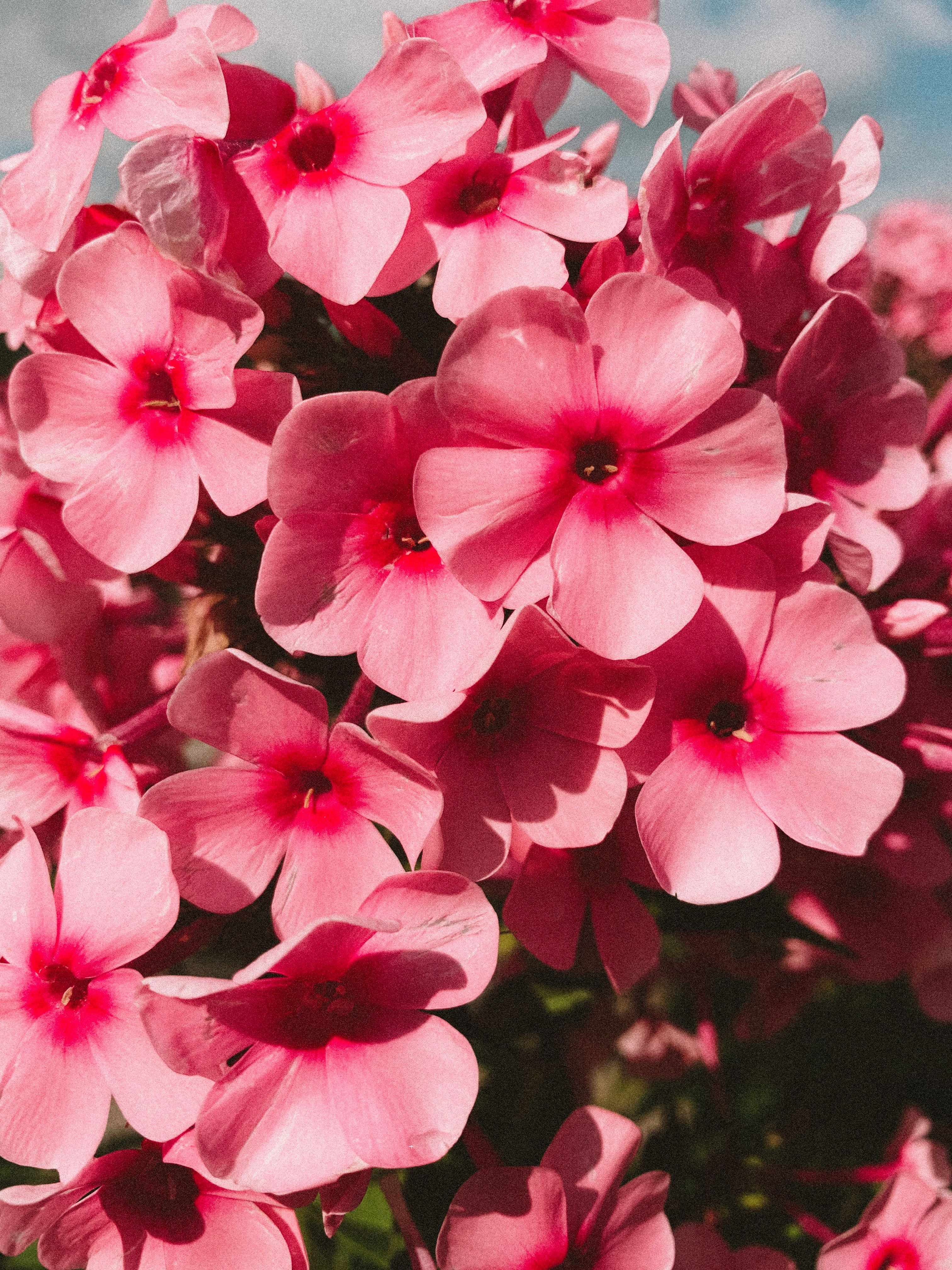 Uleiul esential de geranium – echilibru hormonal, frumusete naturala si calm interior