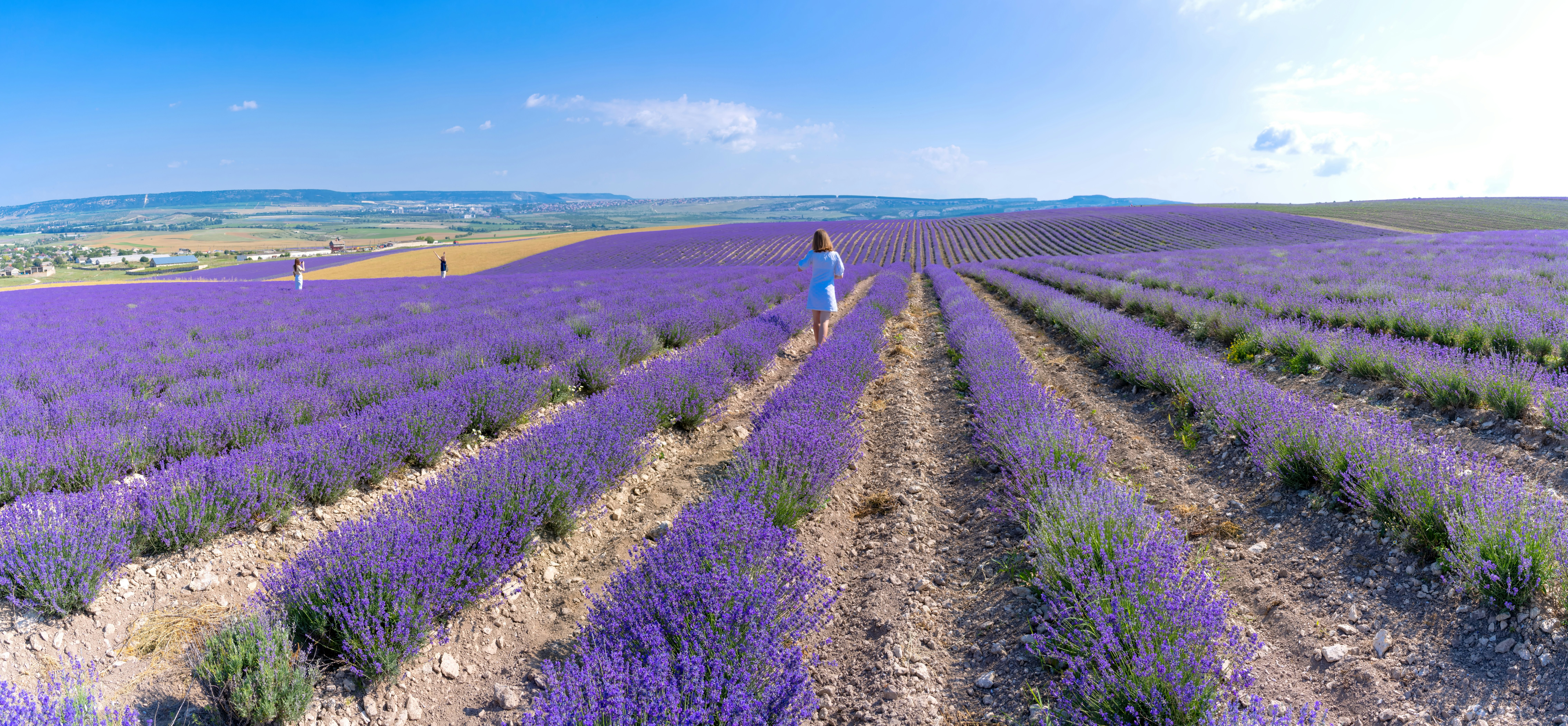 Ulei esential de lavanda – Beneficii, utilizari si sfaturi practice