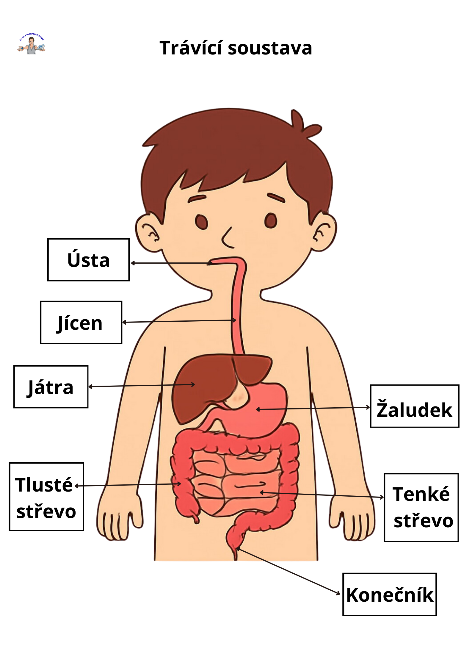 LIDSKÉ TĚLO – Komplexní vzdělávací průvodce (49 stran) - náhled 9