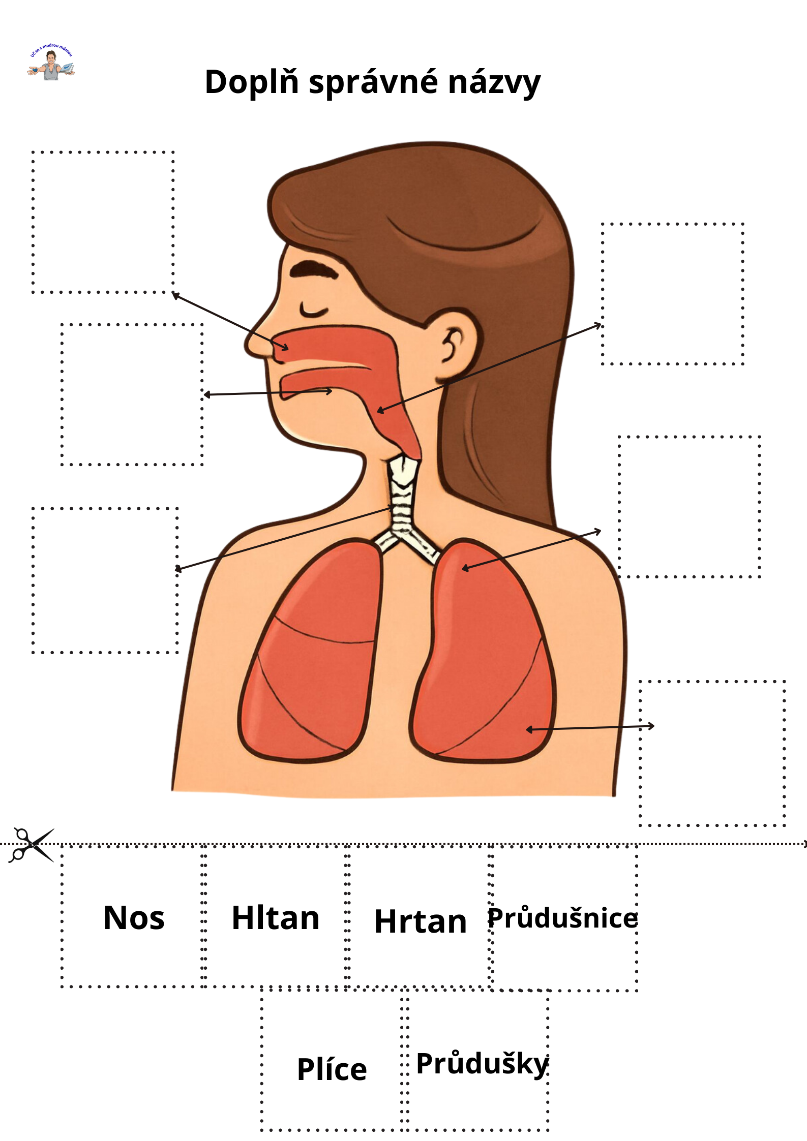 LIDSKÉ TĚLO – Komplexní vzdělávací průvodce (49 stran) - náhled 10