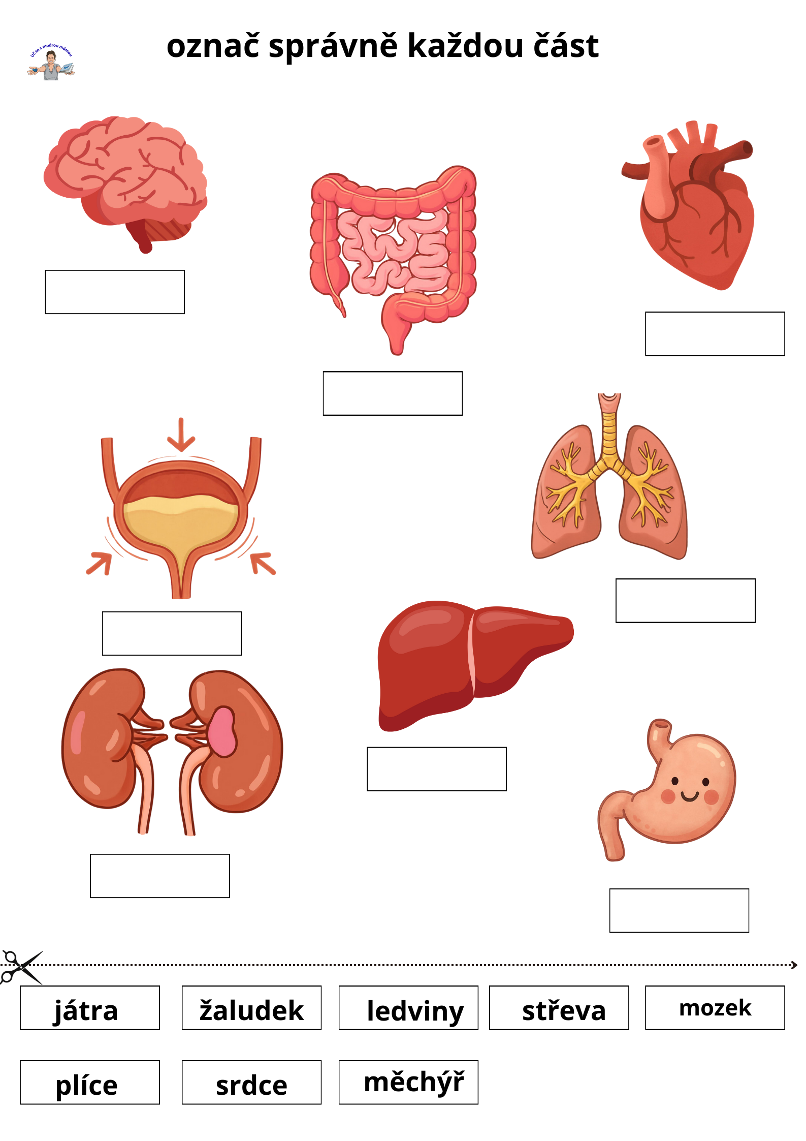 LIDSKÉ TĚLO – Komplexní vzdělávací průvodce (49 stran) - náhled 8