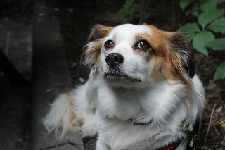 scared dog
