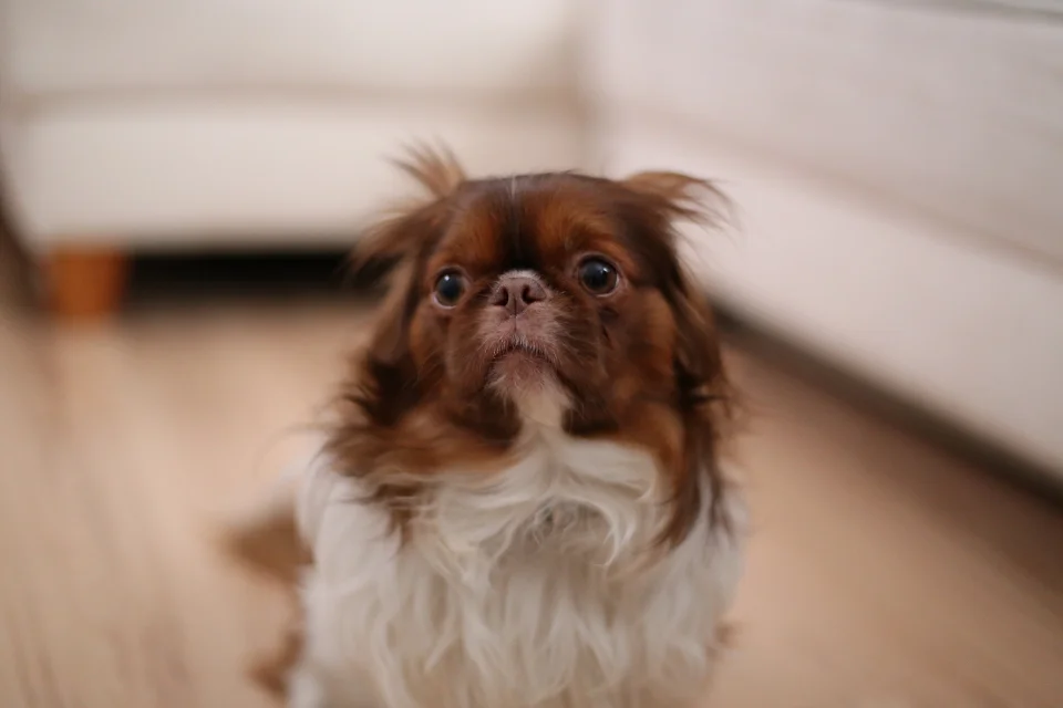 Angst Hund