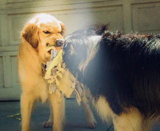 nick the photographer dogs 4287470 1920