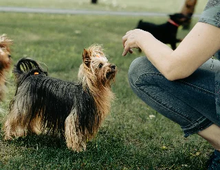 obl. Hundekurs