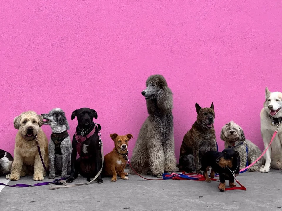 dogs 5055032 1280