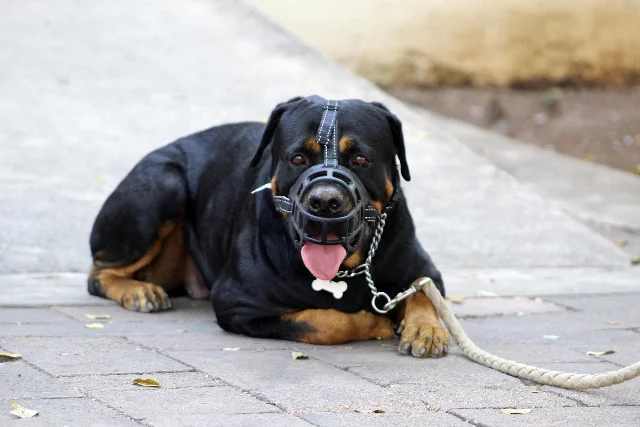 Leinenaggression und schwierige Hundebegegnungen