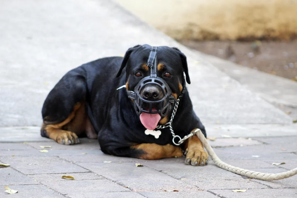 andrescarlofotografia muzzle 5240920 1920